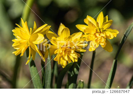 Yellow Double daffodils (Narcissus) Rip Van Winkle bloom in a garden in April 126687047