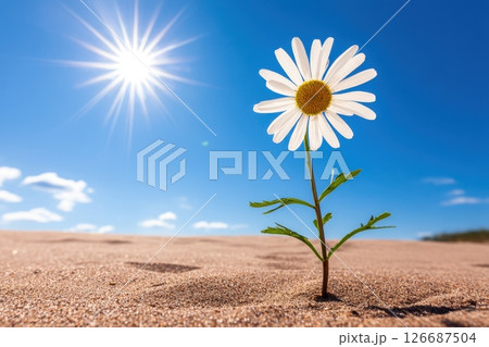 Single White Daisy Blooming on Minimal Beach Scene Under Bright Sunlight 126687504