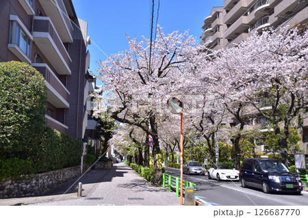 世田谷・桜丘・千歳通りの桜並木 126687770