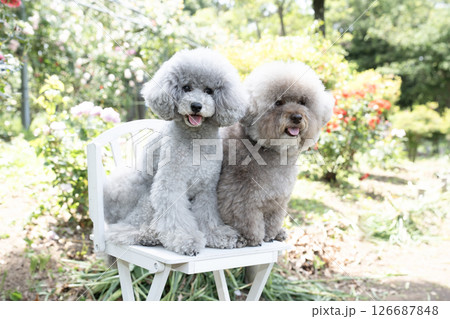 椅子にのって笑う2匹のトイプードル 椅子にのって笑う2匹のトイプードル 126687848