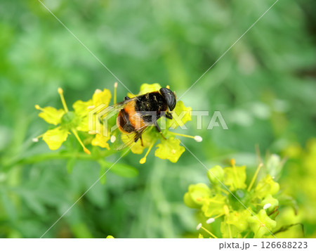 オオハナアブ オオハナアブ 126688223