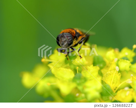 オオハナアブ オオハナアブ 126688227