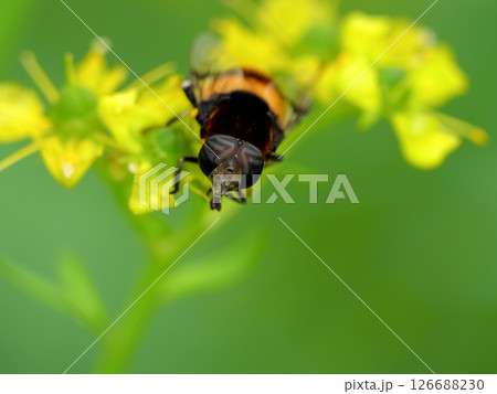 オオハナアブ オオハナアブ 126688230
