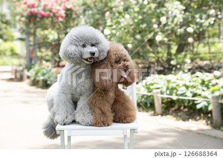 椅子にのって笑う2匹のトイプードル 椅子にのって笑う2匹のトイプードル 126688364