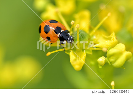 ナナホシテントウ 126688443