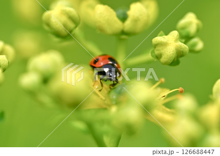 ナナホシテントウ 126688447