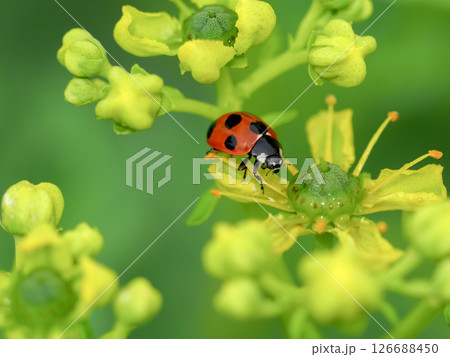ナナホシテントウ ナナホシテントウ 126688450