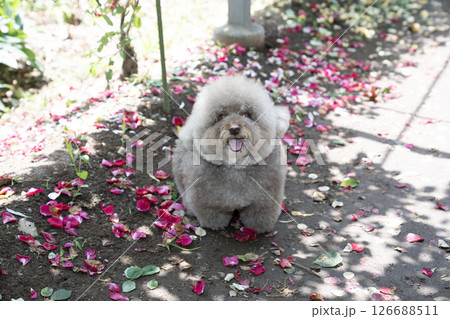 薔薇の花びらと笑うトイプードルのさつまいも 薔薇の花びらと笑うトイプードルのさつまいも 126688511