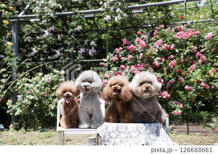 バラ園で笑う4匹のトイプードル バラ園で笑う4匹のトイプードル 126688661