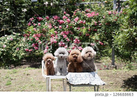 バラ園で笑う4匹のトイプードル バラ園で笑う4匹のトイプードル 126688663