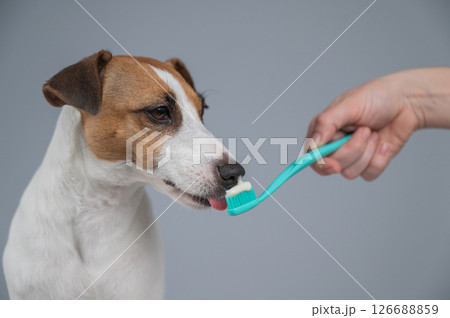 The owner offers the Jack Russell Terrier to brush her teeth. The dog licks the toothpaste. The owner offers the Jack Russell Terrier to brush her teeth. The dog licks the toothpaste. 126688859