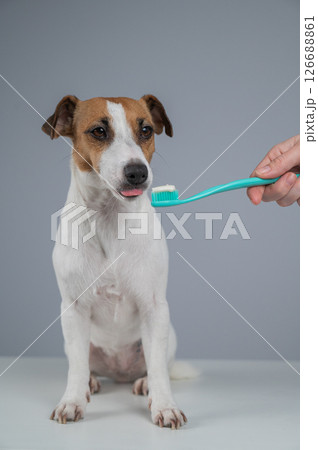 The owner offers the Jack Russell Terrier to brush her teeth. The dog licks the toothpaste.  126688861