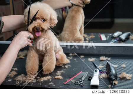 Groomer grooming a chocolate mini poodle. Groomer grooming a chocolate mini poodle. 126688886