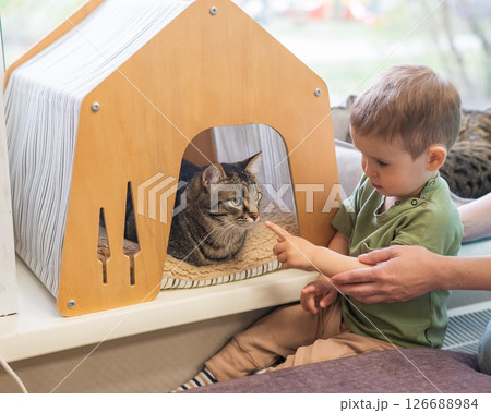 Caucasian little boy in cat cafe next to tabby cat.  126688984