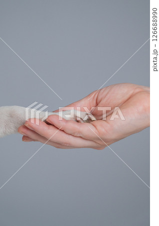 The owner holds the dog by the paw. Close-up.  126688990