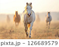 White Horse Running Through Field at Sunset 126689579