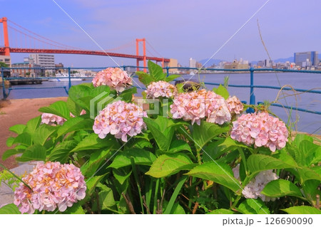 若戸大橋（北九州市若松区）近くに咲くアジサイ 126690090