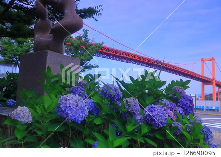 若戸大橋(北九州市若松区)近くに咲くアジサイ 若戸大橋(北九州市若松区)近くに咲くアジサイ 126690095