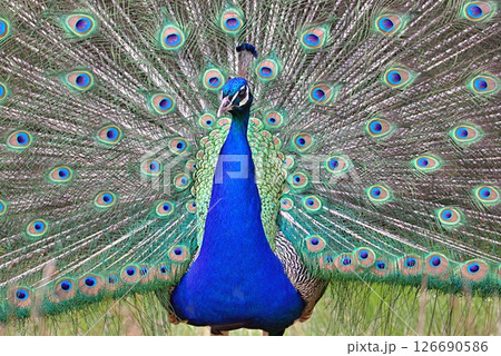 Peacock display looking at camera Peacock display looking at camera 126690586