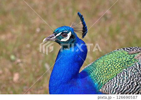 Peacock head side view Peacock head side view 126690587