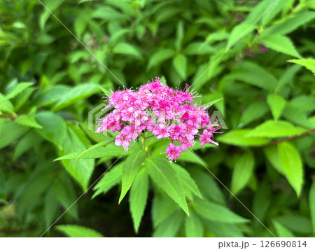 初夏に咲くシモツケソウの花 初夏に咲くシモツケソウの花 126690814