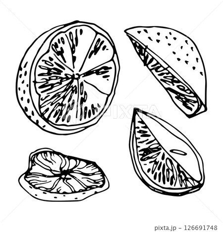 Set of cut citrus fruits in sketch style, lemon wedges, dried orange slice, fruit cut 126691748