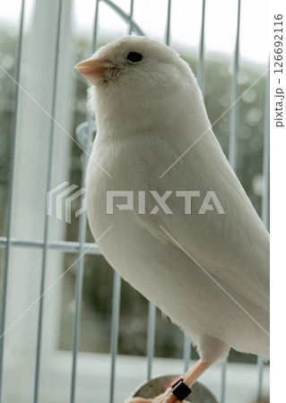 Close-up white canaries inside a cage, pet bird concept 126692116