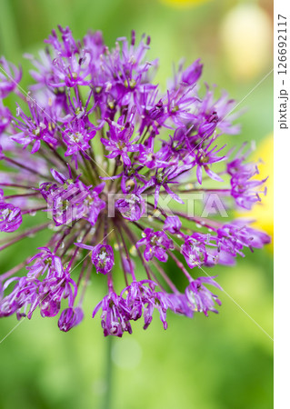 Closeup purple Allium flower in spring garden 126692117