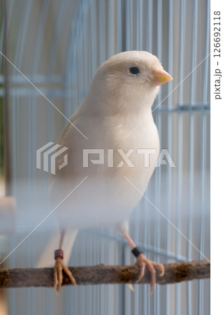 Close-up white canaries inside a cage, pet bird concept 126692118