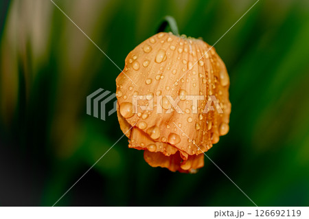 Orange poppy flower with rain water drops in garden spring time 126692119