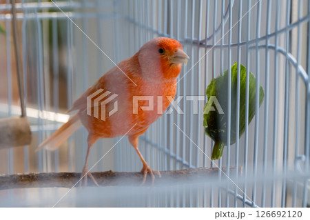 Close-up orange canaries inside a cage, pet bird concept 126692120