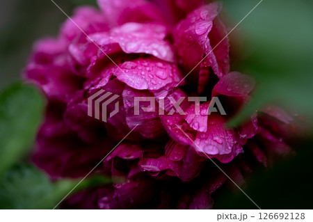 Beautiful red peony flower with rain drops, spring flower garden Beautiful red peony flower with rain drops, spring flower garden 126692128