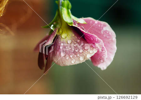 Pink pansy flower with rain water drops, abstract moody floral background Pink pansy flower with rain water drops, abstract moody floral background 126692129