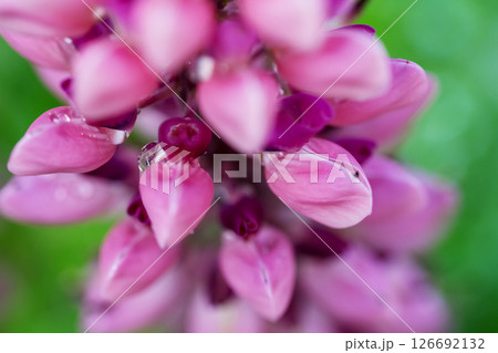 Pink lupine flowers in the garden, abstract floral background 126692132