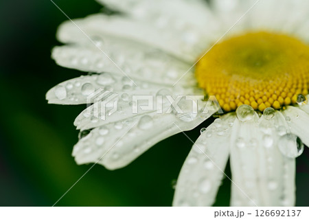 White daisy flower with rain drops, macro floral background 126692137