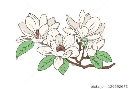 Magnolia flower branch with blooming petals and green leaves in vintage botanical line art style, flat hand drawn vector illustration Magnolia flower branch with blooming petals and green leaves in vintage botanical line art style, flat hand drawn vector illustration 126692678
