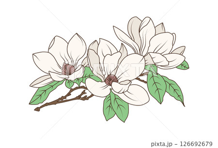 Magnolia flower branch with blooming petals and green leaves in vintage botanical line art style, flat hand drawn vector illustration 126692679