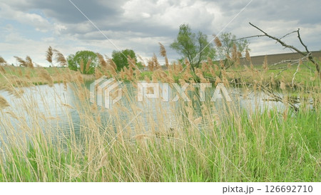 A Serene Pond Nestled Amidst Tall Grasses and Overhanging Trees, Exuding Peacefulness A Serene Pond Nestled Amidst Tall Grasses and Overhanging Trees, Exuding Peacefulness 126692710