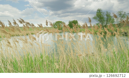 A Serene and Peaceful Lake Surrounded by Lush, Green Reeds Beneath a Beautifully Cloudy Sky Above A Serene and Peaceful Lake Surrounded by Lush, Green Reeds Beneath a Beautifully Cloudy Sky Above 126692712