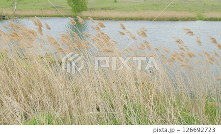 Experience a serene waterside landscape with graceful reeds swaying in the breeze Experience a serene waterside landscape with graceful reeds swaying in the breeze 126692723