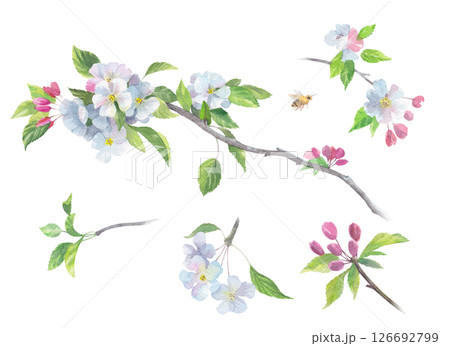 Set of blooming branches of apple tree. 126692799