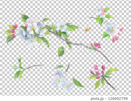 Set of blooming branches of apple tree. 126692799