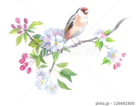 Goldfinch on the blooming tree. 126692800