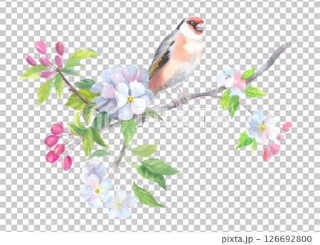 Goldfinch on the blooming tree. 126692800