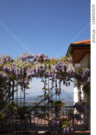 Blooming wisteria on a terrace with panoramic mountain view and clear blue sky in spring. 126692829