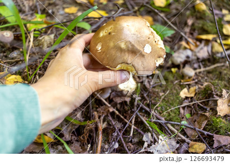 Hand holding beautiful forest mushroom in autumn. Close-up 126693479
