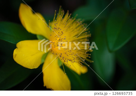 朝日に輝くヒペリカムカリシナムの花 朝日に輝くヒペリカムカリシナムの花 126693735
