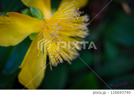 朝日に輝くヒペリカムカリシナムの花 朝日に輝くヒペリカムカリシナムの花 126693740