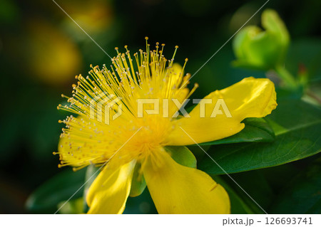 朝日に輝くヒペリカムカリシナムの花 朝日に輝くヒペリカムカリシナムの花 126693741