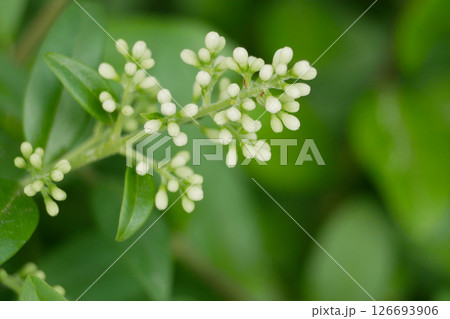 Close up of flowering bush buds 126693906
